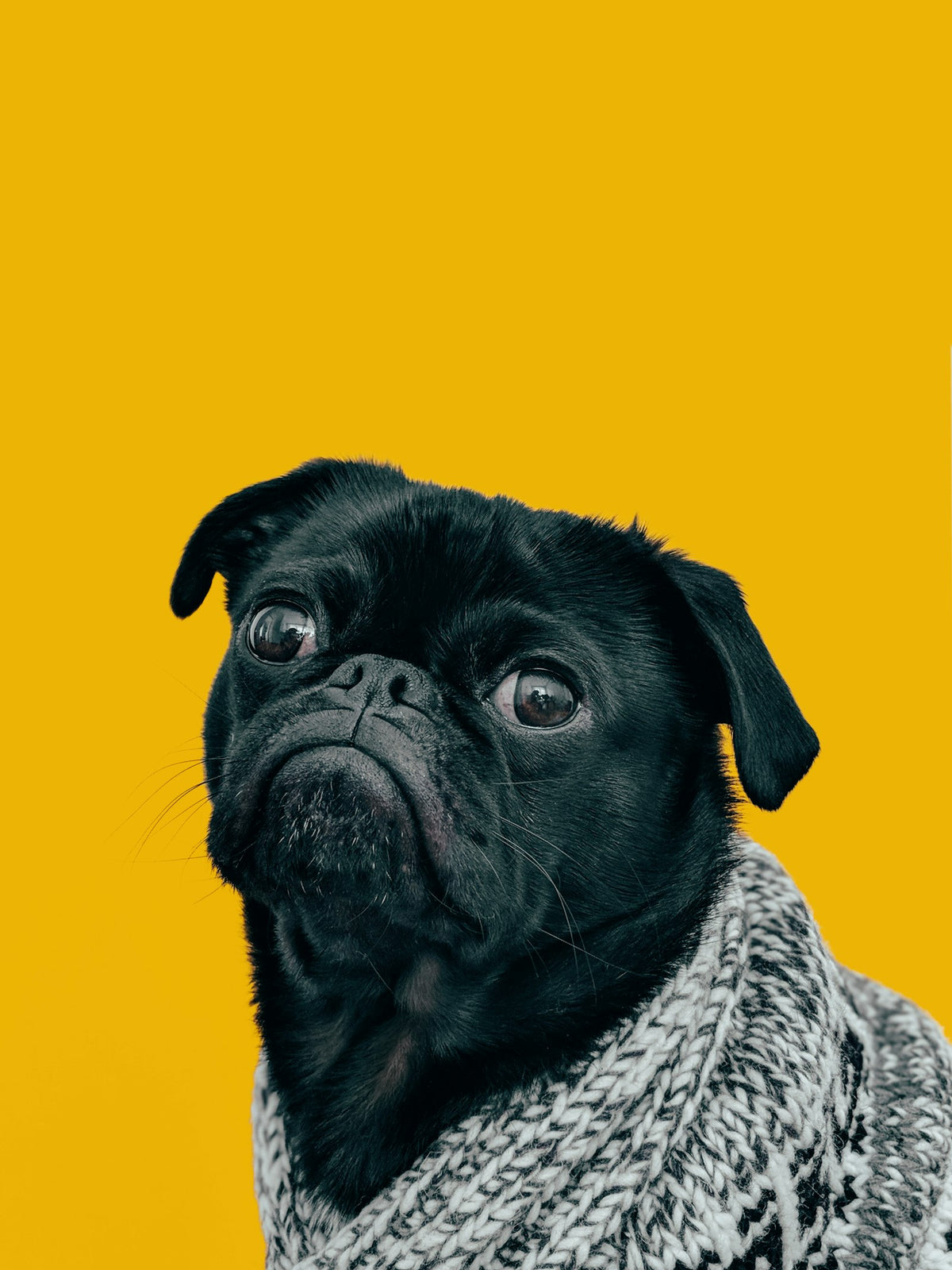Pug wearing a knit scarf