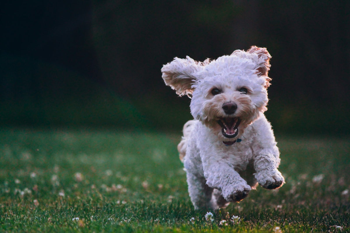 White puppy running on grass