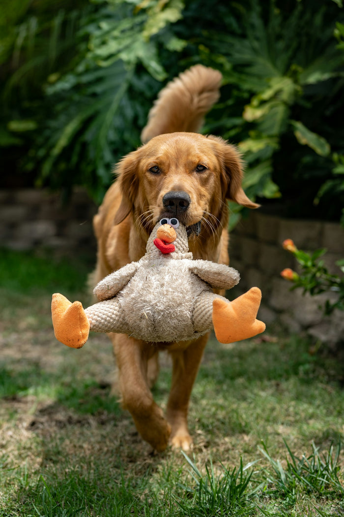 Best Toys for Mental Stimulation