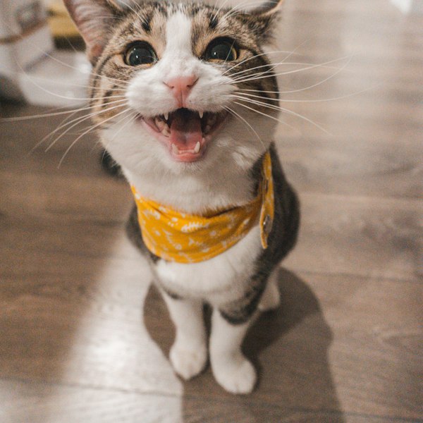 Cat Essentials