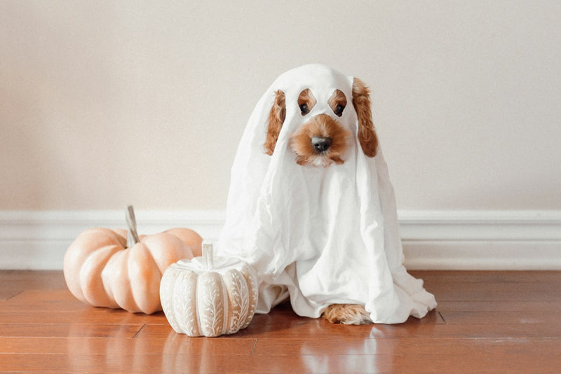Halloween Shop